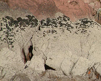 upper and middle shore of an exposed shore